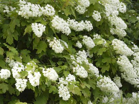 17 Low Maintenance Shrubs To Plant And Forget Low Maintenance Shrubs