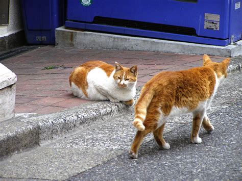 いきなりの登場 町猫 旅猫 猫は何処にでもいるよ