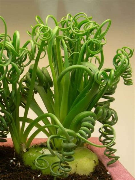 Albuca Spiralis Is A Fragrant Winter Growing Bulb Up To 8 Inches 20