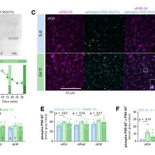 Contextual Fear Extinction Induces Transient Phosphorylation Of