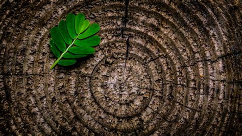 Free Images Nature Forest Branch Light Blur Wood Sun Sunlight