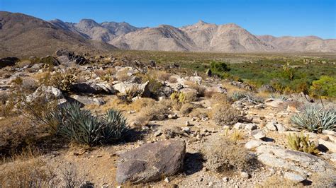 Coyote Canyon Camping and Adventure Guide 2020 - Anza-Borrego