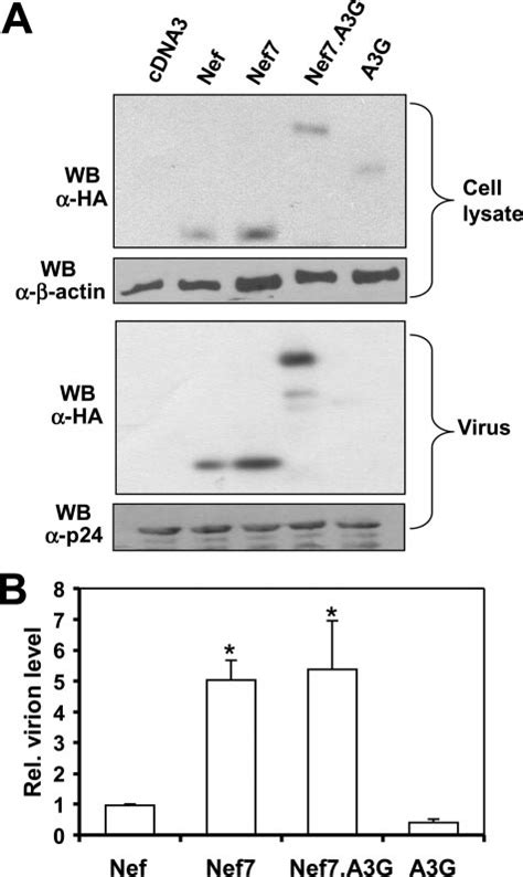 Virion Incorporation Of The Nef7 A3G Fusion Protein 293T Cells Were