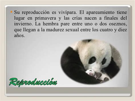 Oso Panda Origen Características Alimentación Hábitat Y Más