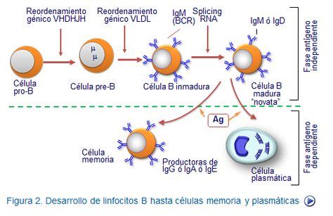 El Proceso Madurativo De Los Linfocitos B Desde La C Lula Pro B Hasta
