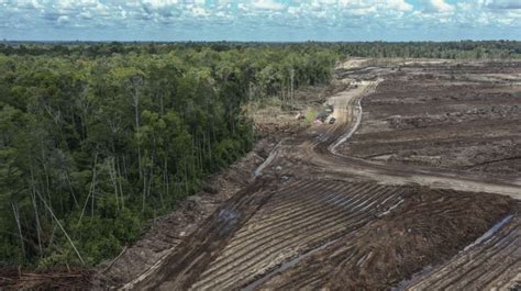 Kementan Akui Proyek Food Estate Di Kalteng Mangkrak Kaltengdaily