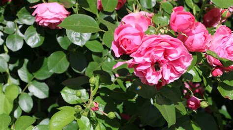 Gartentipp N Tzlinge Sorgen F R Gesunde Rosen Bvz At