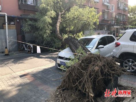 北京连日来强降雨！树倒砸车“花样多”，找谁说理成难题 北晚新视觉