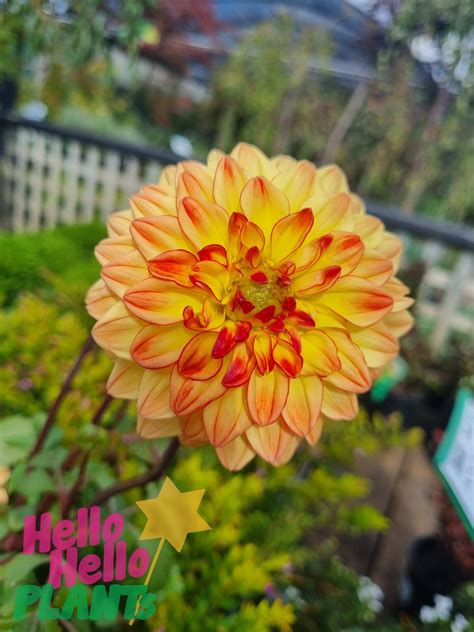 Dahlia Dalina® Maxi Tequila 6 Pot Hello Hello Plants