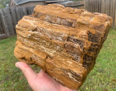 Texas Natural Petrified Wood Unique Large Fossil Rotted Buggy Etsy