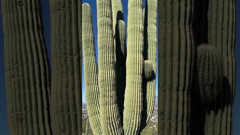 Saguaro YouTube