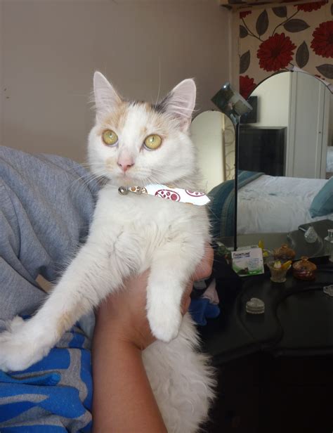 Cat Rescuing Sunderland Young Cats And Kittens Needing Homes