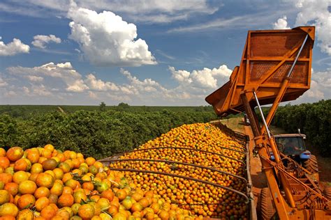 Safra De Laranja Encerrada Produ O Total De