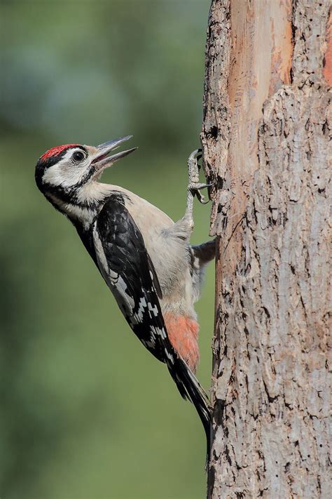 Giovane Picchio Rosso Maggiore Dendrocopos Major JuzaPhoto