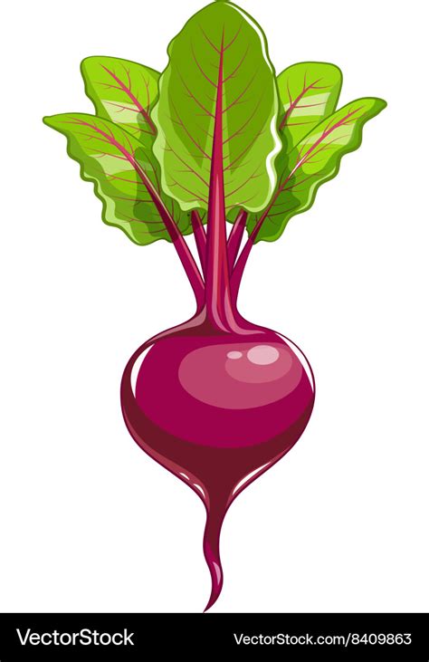 Fresh Beet With Leaf Royalty Free Vector Image