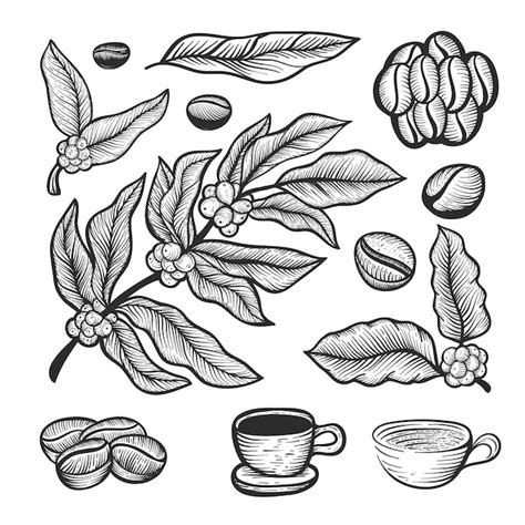 Hand drawn coffee bean tree collection | Premium Vector