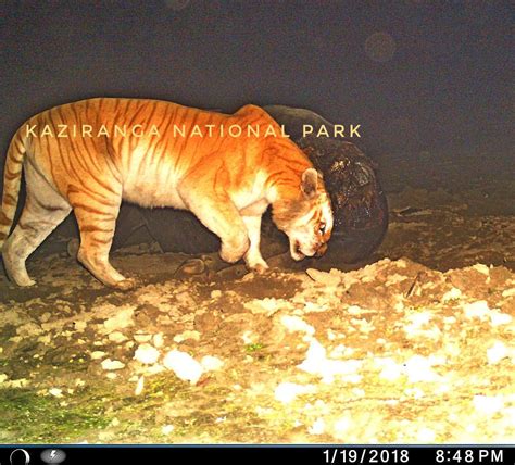 An Incredibly Rare Wild Golden Erythristic Tiger Erythrism Is A Genetic Mutation That Causes