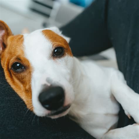 Que Significa Cuando Un Perro Pone Su Cabeza En Tu Pecho