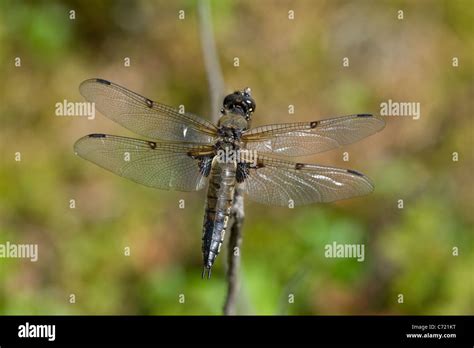 The Four Spotted Chaser Libellula Quadrimaculata Stock Photo Alamy