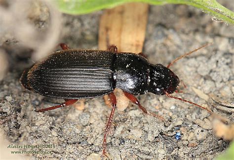 Harpalus Harpalus Rufipes BugGuide Net