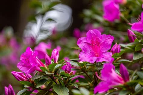 Cautivador rododendro rosa simsii en plena floración Foto Premium