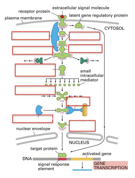 Signal Transduction Proteins Diagram Quizlet