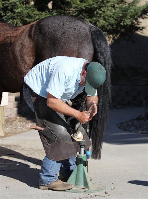 Trimming a horse hoof stock photo. Image of wall, hoof - 3967824