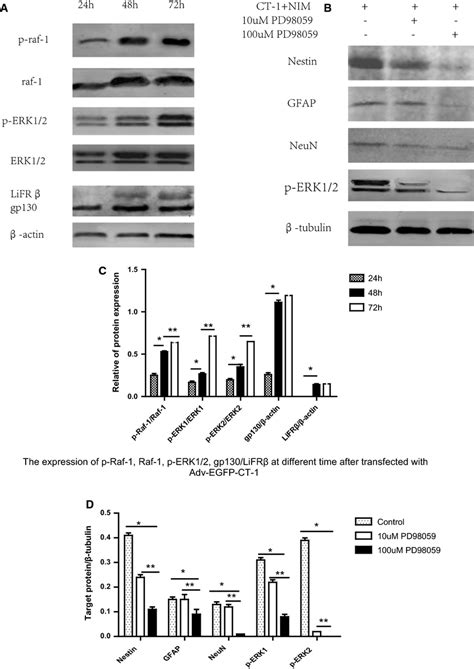 Activation Of The Erk Pathway In Hucb Mscs By Transfection With