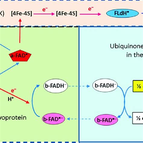 Proposed Scheme For Electron Bifurcation Catalyzed By Nadh