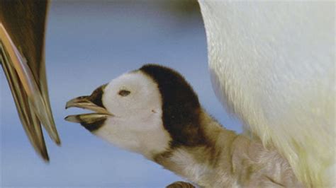 BBC One Planet Earth From Pole To Pole Emperor Penguins