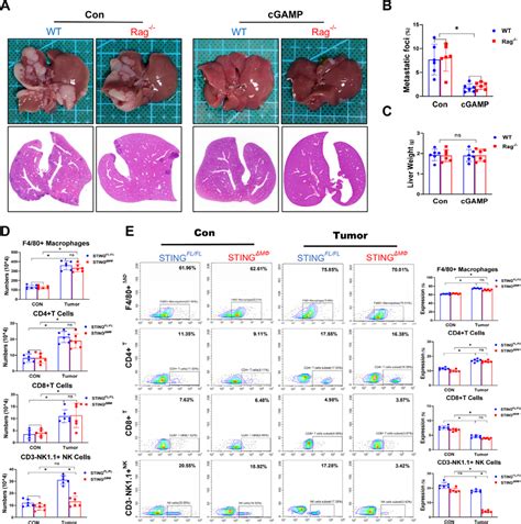 Control Of Hepatic Metastasis By Macrophage Sting Signaling Occurs