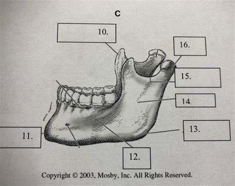 Mandible Labeled Diagram Quizlet