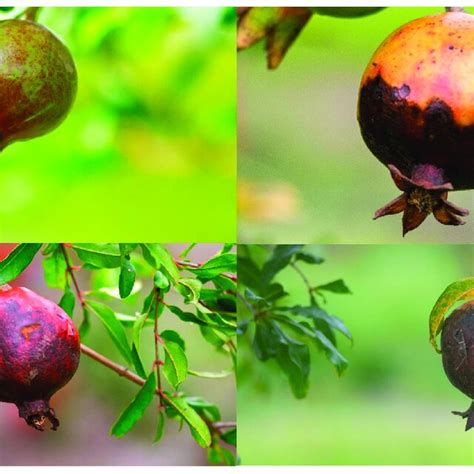 Anthracnose Symptoms On Pomegranate Fruit The Symptoms Typically Begin