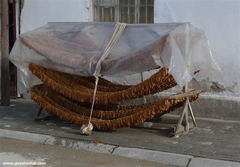 Tobacco air curing in Prilep Macedonia | Guy Shachar