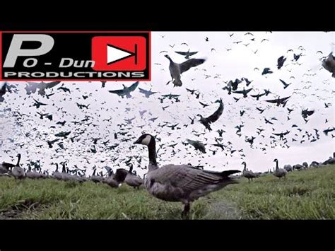 Western Oregon Goose Hunt 2021 Hidden Camera Footage Inside The Flock