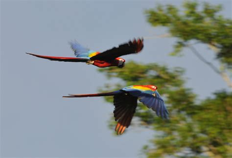 Macaw Conservation Sanctuary | NATUWA Santuario de Lapas ️