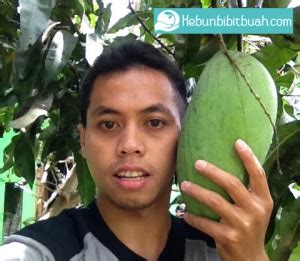 Mangga Mahathir Kebun Bibit Buah