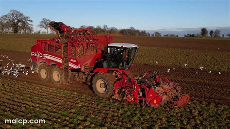 Harvest 2023 A Grimme Rexor 6300 Sugar Beet Harvester At Work Near