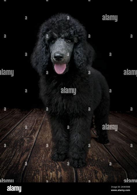 Three Month Old Blue Standard Poodle Puppy Stock Photo Alamy