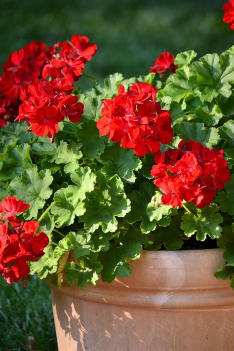 Raindrops And Roses Potted Geraniums Red Geraniums Beautiful Flowers