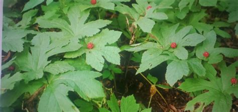 10 Native Goldenseal Rootlets For Replantingrewilding Hydrastis