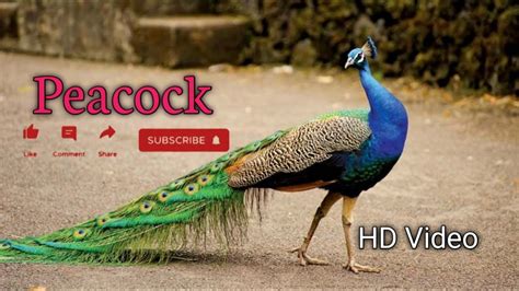 Peacock Youtube