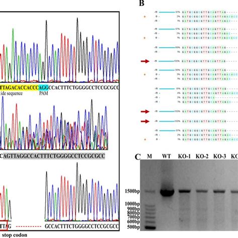 Knockout Mutants Of Ptfuct A Chromatogram Of The Wild Type Ptfuct