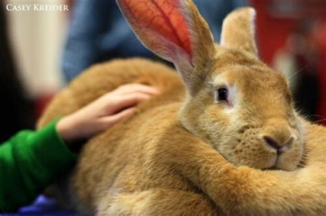 Самый большой кролик | Невероятный мир