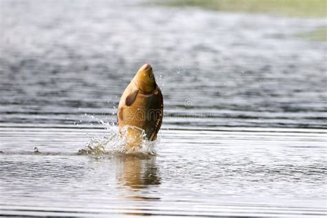 Carp Jump Seattle