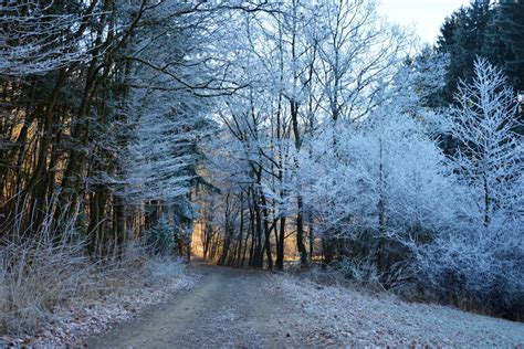 Bildet landskap tre natur skog villmark gren snø kald anlegg