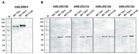 Characterization Of Monoclonal Antibodies Western Blot Was Performed Download Scientific