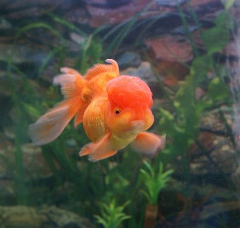 Types Of Goldfish Discover The Different Types Of Goldfish From Common