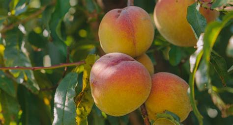 Peach Growing Guide Tui When To Plant Feed And Harvest