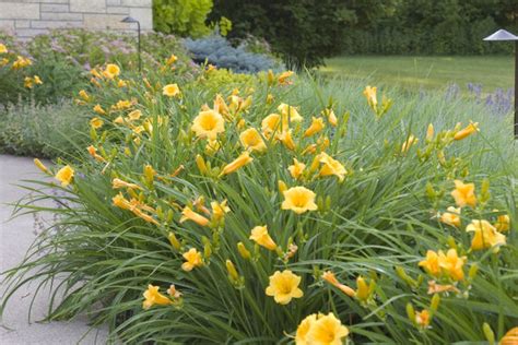 Stella De Oro Daylily Grasshopper Gardens